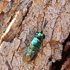 Chrysididae (family) (Cuckoo wasp or Emerald wasp) at Sullivans Creek, Lyneham South - 27 Mar 2024 by trevorpreston