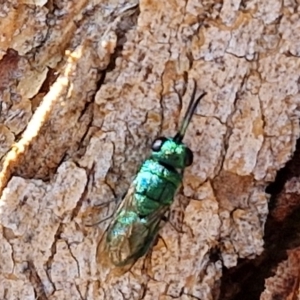 Chrysididae (family) at City Renewal Authority Area - 27 Mar 2024