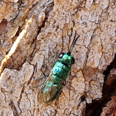 Chrysididae (family) (Cuckoo wasp or Emerald wasp) at City Renewal Authority Area - 27 Mar 2024 by trevorpreston