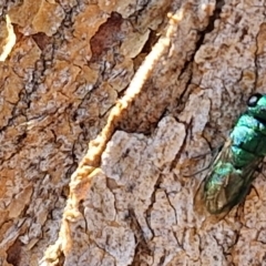 Chrysididae (family) at City Renewal Authority Area - 27 Mar 2024