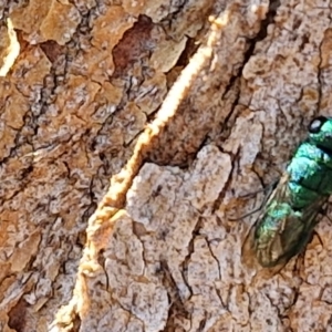 Chrysididae (family) at City Renewal Authority Area - 27 Mar 2024 11:53 AM