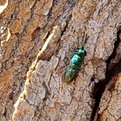 Chrysididae (family) at City Renewal Authority Area - 27 Mar 2024