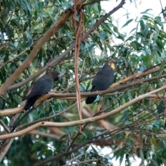 Calyptorhynchus lathami lathami (Glossy Black-Cockatoo) at Broulee, NSW - 26 Mar 2024 by Gee