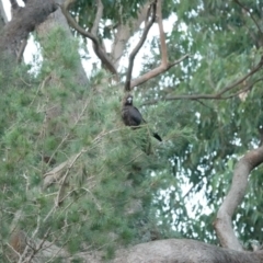 Calyptorhynchus lathami lathami (Glossy Black-Cockatoo) at Broulee, NSW - 26 Mar 2024 by Gee