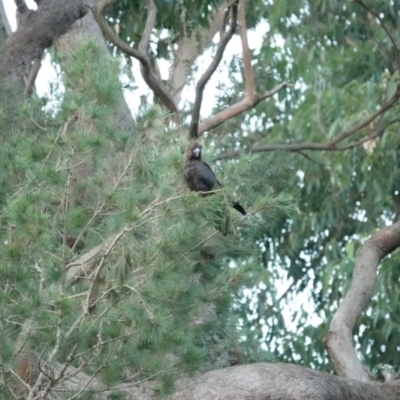 Calyptorhynchus lathami (Glossy Black-Cockatoo) at Broulee, NSW - 26 Mar 2024 by Gee