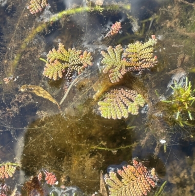 Azolla pinnata (Ferny Azolla) at Wollemi National Park - 24 Mar 2024 by JaneR