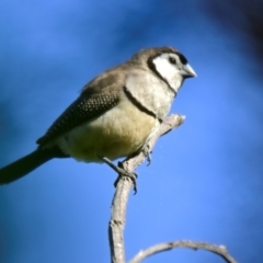 Stizoptera bichenovii (Double-barred Finch) at Woodstock Nature Reserve - 26 Mar 2024 by Thurstan