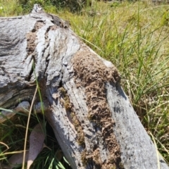 Papyrius sp. (genus) (A Coconut Ant) at Fraser, ACT - 27 Mar 2024 by patrickharvey