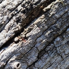 Papyrius sp. (genus) at Dunlop Grasslands - suppressed