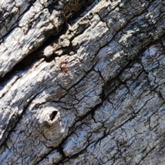 Papyrius sp. (genus) at Dunlop Grasslands - suppressed