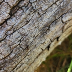 Papyrius sp. (genus) at Dunlop Grasslands - 27 Mar 2024