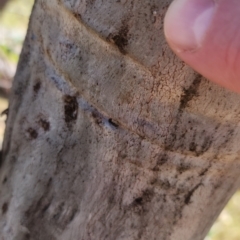 Papyrius sp. (genus) (A Coconut Ant) at Fraser, ACT - 27 Mar 2024 by patrickharvey