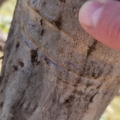 Papyrius sp. (genus) at Dunlop Grasslands - 27 Mar 2024