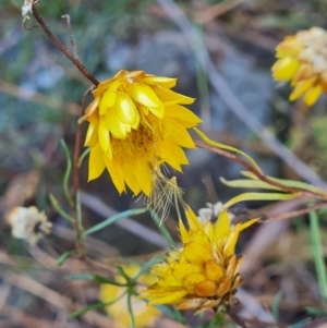 Xerochrysum viscosum at Macgregor, ACT - 27 Mar 2024 10:00 AM