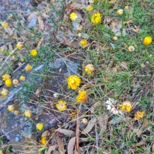 Xerochrysum viscosum at Macgregor, ACT - 27 Mar 2024 10:00 AM