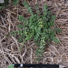 Galium aparine (Goosegrass, Cleavers) at Franklin Grassland (FRA_5) - 27 Mar 2024 by AndyRoo