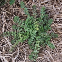 Galium aparine at Franklin Grassland (FRA_5) - 27 Mar 2024