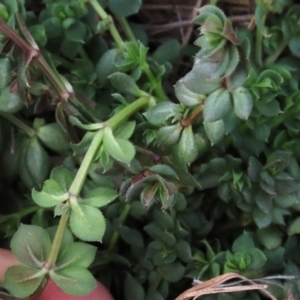 Galium aparine at Franklin Grassland (FRA_5) - 27 Mar 2024