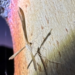 Stenoptilia zophodactylus (Dowdy Plume Moth) at Tennent, ACT - 25 Mar 2024 by Pirom