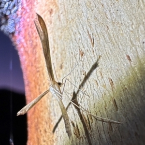 Stenoptilia zophodactylus at Namadgi National Park - 25 Mar 2024