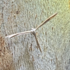 Stenoptilia zophodactylus at Namadgi National Park - 25 Mar 2024