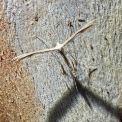 Stenoptilia zophodactylus at Namadgi National Park - 25 Mar 2024 07:32 PM