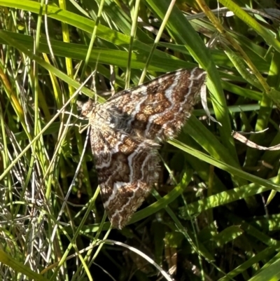 Chrysolarentia heliacaria (Heliacaria Carpet) at Tennent, ACT - 25 Mar 2024 by Pirom