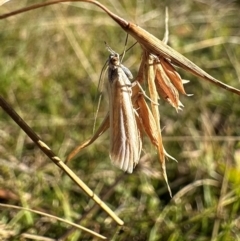 Hednota (genus) (A Crambid Snout Moth) at Namadgi National Park - 25 Mar 2024 by Pirom