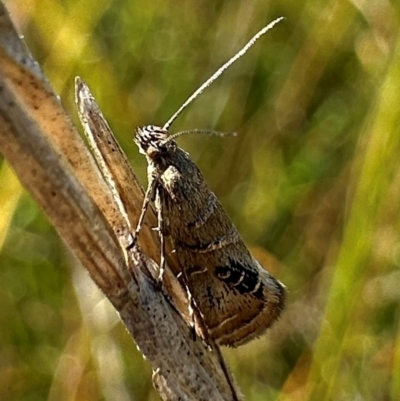 Glyphipterix iometalla (A Sedge moth) at Tennent, ACT - 26 Mar 2024 by Pirom