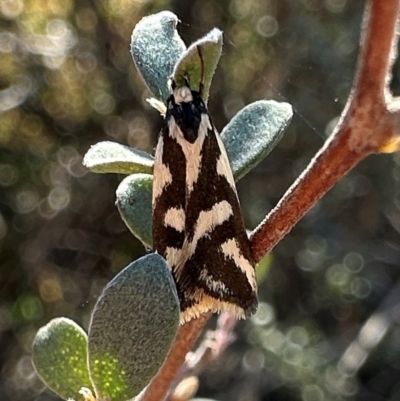 Epithymema incomposita (Chezela group) at Namadgi National Park - 26 Mar 2024 by Pirom