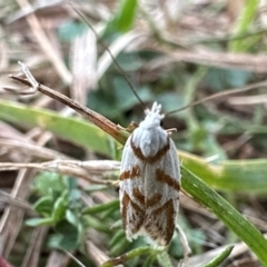 Oxythecta acceptella (Scat Moth) at Namadgi National Park - 25 Mar 2024 by Pirom