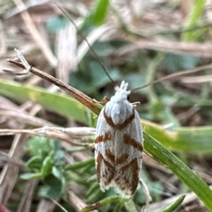 Oxythecta acceptella at Namadgi National Park - 25 Mar 2024 07:07 PM