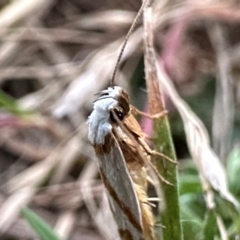 Oxythecta acceptella at Namadgi National Park - 25 Mar 2024