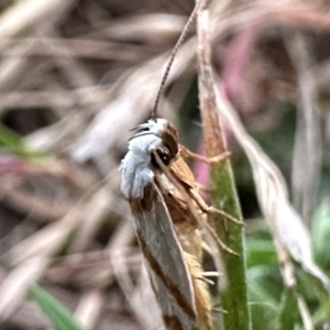 Oxythecta acceptella at Namadgi National Park - 25 Mar 2024 07:07 PM