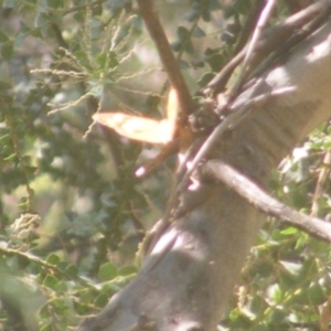 Heteronympha merope at Undefined Area - 27 Mar 2024 01:20 PM