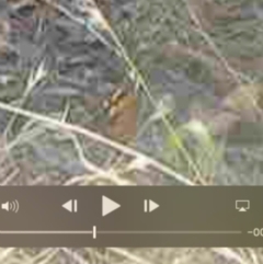 Heteronympha merope at Undefined Area - 27 Mar 2024 01:20 PM