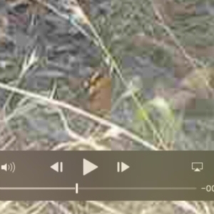 Heteronympha merope at Undefined Area - 27 Mar 2024 01:20 PM
