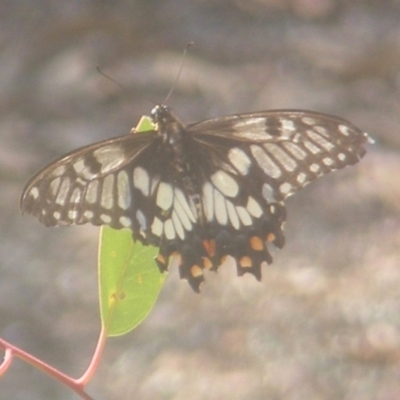 Papilio anactus (Dainty Swallowtail) at Stirling Park - 27 Mar 2024 by MichaelMulvaney