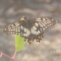 Papilio anactus (Dainty Swallowtail) at Stirling Park (STP) - 27 Mar 2024 by MichaelMulvaney