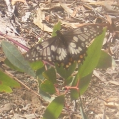 Papilio anactus at Stirling Park (STP) - 27 Mar 2024