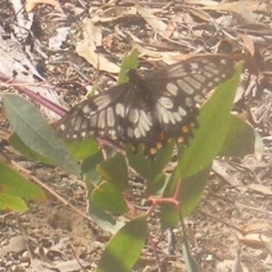 Papilio anactus at Stirling Park (STP) - 27 Mar 2024 01:25 PM