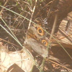 Junonia villida (Meadow Argus) at Stirling Park - 27 Mar 2024 by MichaelMulvaney