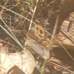 Junonia villida (Meadow Argus) at Stirling Park (STP) - 27 Mar 2024 by MichaelMulvaney