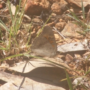 Junonia villida at Stirling Park (STP) - 27 Mar 2024