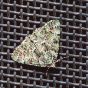 Aeolochroma metarhodata at Wanniassa, ACT - 27 Mar 2024