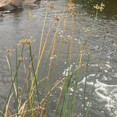 Schoenoplectus validus (River Club-rush) at Rylstone, NSW - 23 Mar 2024 by JaneR