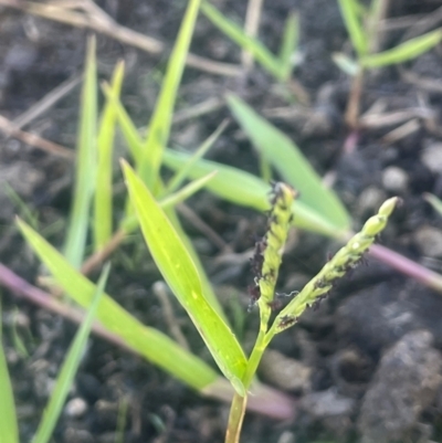 Paspalum distichum (Water Couch) at Kandos, NSW - 25 Mar 2024 by JaneR