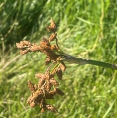 Schoenoplectus validus (River Club-rush) at Kandos, NSW - 25 Mar 2024 by JaneR