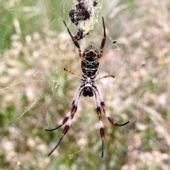 Trichonephila edulis (Golden orb weaver) at QPRC LGA - 3 Feb 2024 by Wandiyali