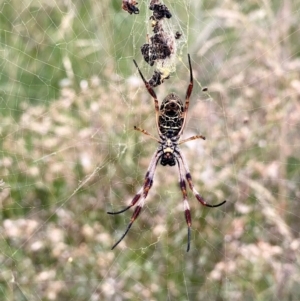 Trichonephila edulis at QPRC LGA - suppressed